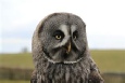 Falconry Centre